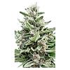 Clone Collector Seed Bank - Apple Truffle Breath - Feminized Seeds thumbnail 2