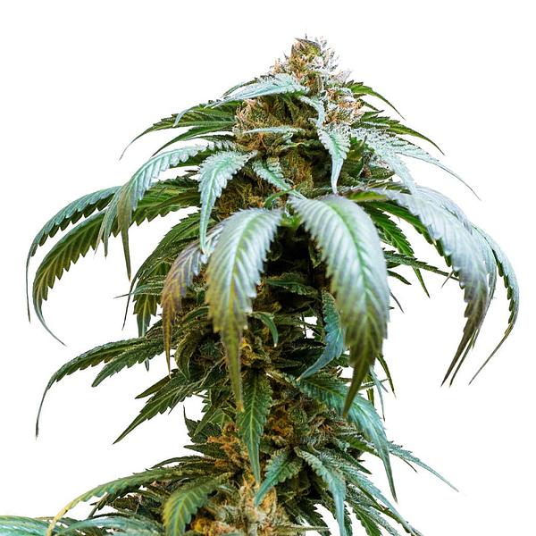 34 Street Seed Co. - Bubba Kush Seeds