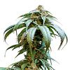 34 Street Seed Co. - Bubba Kush Seeds thumbnail 2