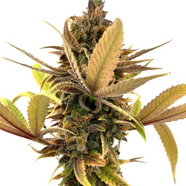 Erbaceous™ - E V E R E 5 T Seeds (Regular)