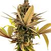 Erbaceous™ - E V E R E 5 T Seeds (Regular) thumbnail 1