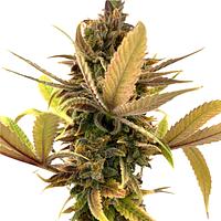 Erbaceous™ - E V E R E 5 T Seeds (Regular)