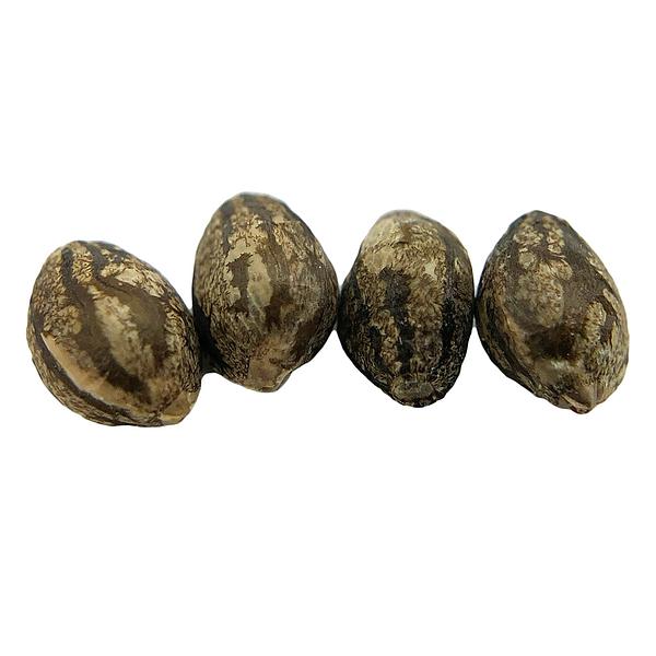 Erbaceous™ - E V E R E 5 T Seeds (Regular)
