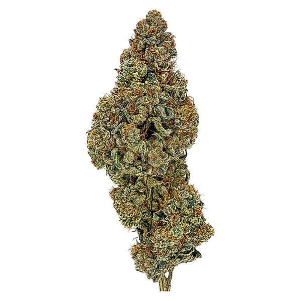 Supernova Farms - Award-Winning Craft Flower
