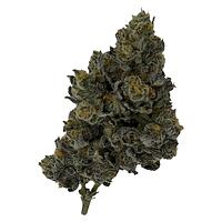 Rocket Factory - Exotic Matter