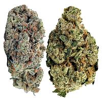 Jack Herer - Jack Pack