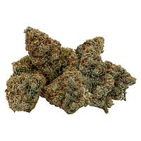 Northern Canna - East Coast Animal
