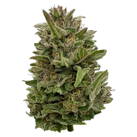 Deelish - Pretty Chill Indica