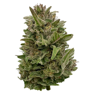 Deelish - Pretty Chill Indica