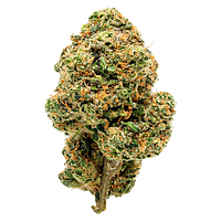 Nomad - First Class Gas