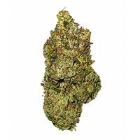 Salt Spring Magic - Timmy's Og Shark