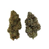 514 - Homa Dual Pack