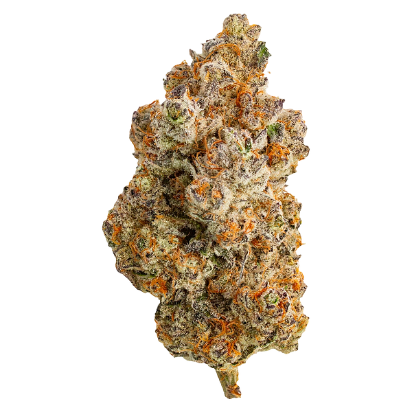 Northern Canna - Frost Monster