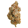 Northern Canna - Frost Monster thumbnail 1