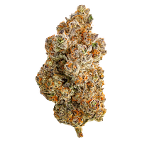 Northern Canna - Frost Monster