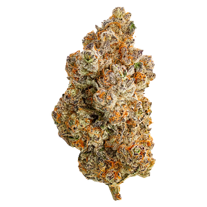 Northern Canna - Frost Monster