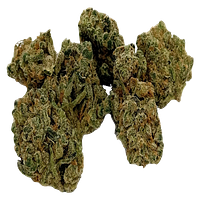 Lamb Of God - Sativa