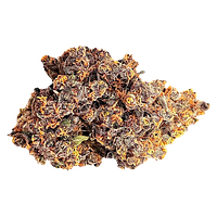 Fern - Mystery Gram Indica