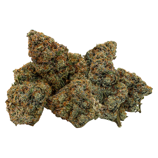 Northern Canna - East Coast Animal