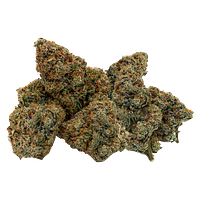 Northern Canna - East Coast Animal