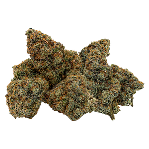 Northern Canna - East Coast Animal