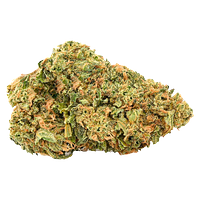 Fern - Mystery Gram Sativa