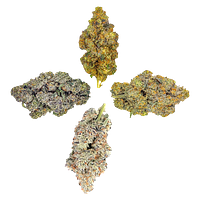 HighXotic - Royal Collection: The Quartet