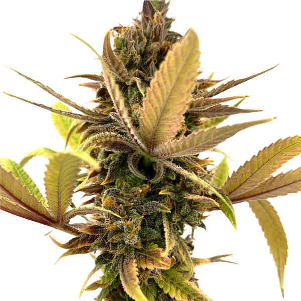 Erbaceous™ - E V E R E 5 T Seeds (Regular)