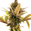 Erbaceous™ - E V E R E 5 T Seeds (Regular) thumbnail 1