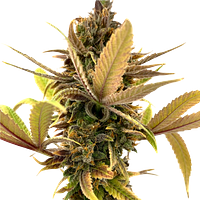 Erbaceous™ - E V E R E 5 T Seeds (Regular)