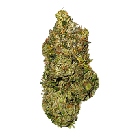 Salt Spring Magic - Timmy's Og Shark