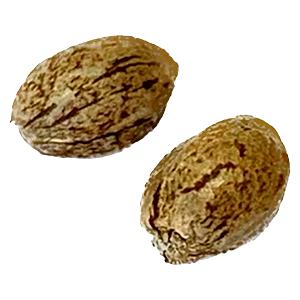 Clone Collector Seed Bank - Tangerine Truffle Breath - Feminized Seeds