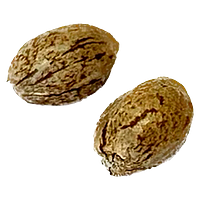 Clone Collector Seed Bank - Tangerine Truffle Breath - Feminized Seeds