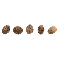 HCBD ORGANICS - CBD Therapy Starter Seeds (Regular)