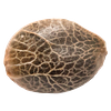 34 Street Seed Co. - Bubba Kush Seeds thumbnail 1