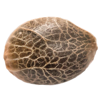 34 Street Seed Co. - Bubba Kush Seeds