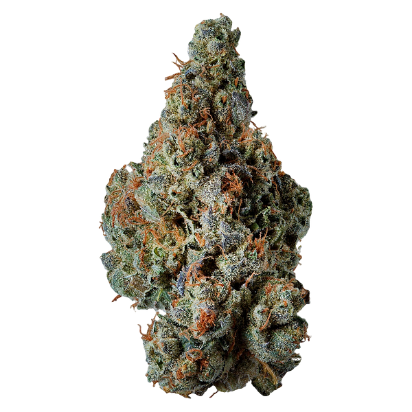 Supernova Farms - Award-Winning Craft Flower