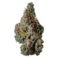 Supernova Farms - Award-Winning Craft Flower