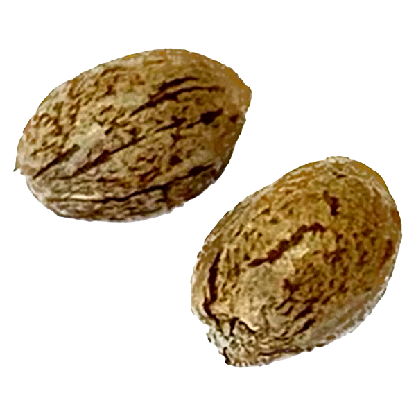 Clone Collector Seed Bank - Modified Animal Cookies - Feminized Seeds