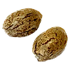 Clone Collector Seed Bank - Modified Animal Cookies - Feminized Seeds thumbnail 1
