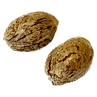Clone Collector Seed Bank - Modified Animal Cookies - Feminized Seeds