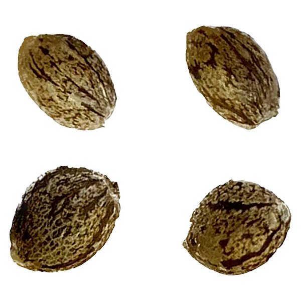 Automatic Ganja - Auto Gorilla Grape Femilized Seeds