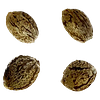 Automatic Ganja - Auto Gorilla Grape Femilized Seeds thumbnail 1