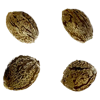 Automatic Ganja - Auto Gorilla Grape Femilized Seeds