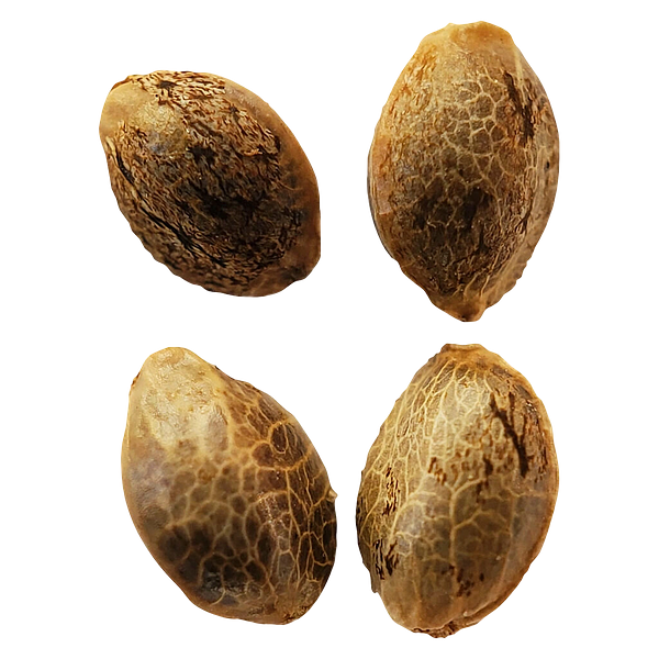 Weathered Islands Craft Cannabis - Lemon Sunshine Autoflower Feminized Seeds
