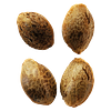 Weathered Islands Craft Cannabis - Lemon Sunshine Autoflower Feminized Seeds thumbnail 1