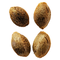 Weathered Islands Craft Cannabis - Lemon Sunshine Autoflower Feminized Seeds