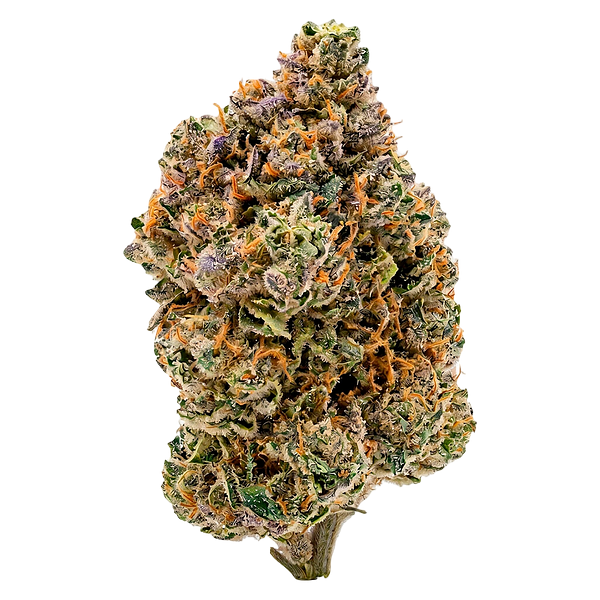 Payless - Sativa