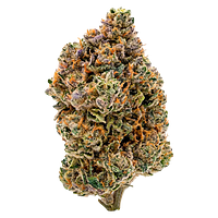 Payless - Sativa