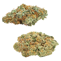 Big Bag O' Buds - CombOz: Amnesia OG & Tropicanna Tangie